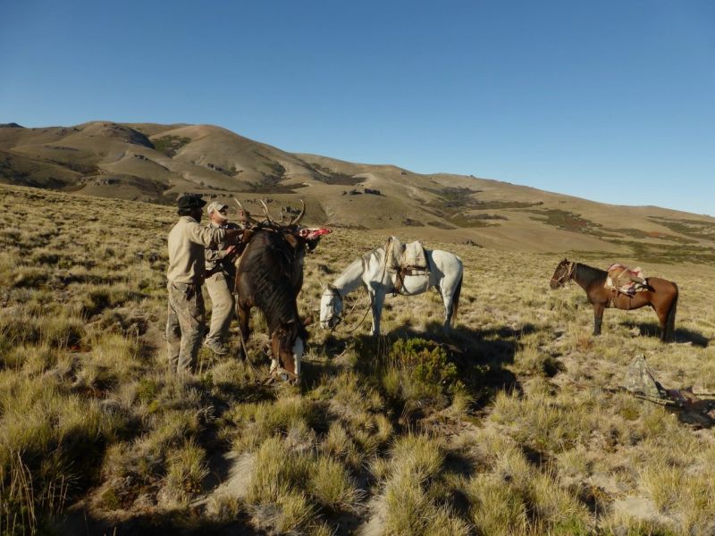 Auf starke Rothirsche in Patagonien! Eine fantastische Jagd!