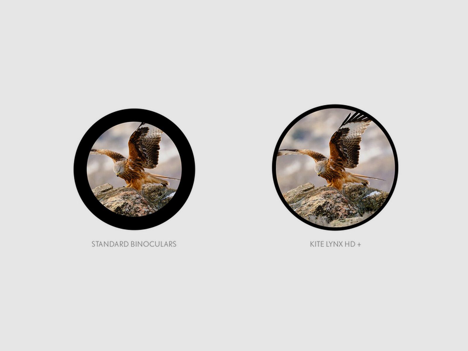 Lynx HD+10×42 Fernglas, Bild 5 von 5