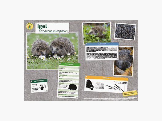 Lernort Natur-Tiertafel DIN A3 Igel