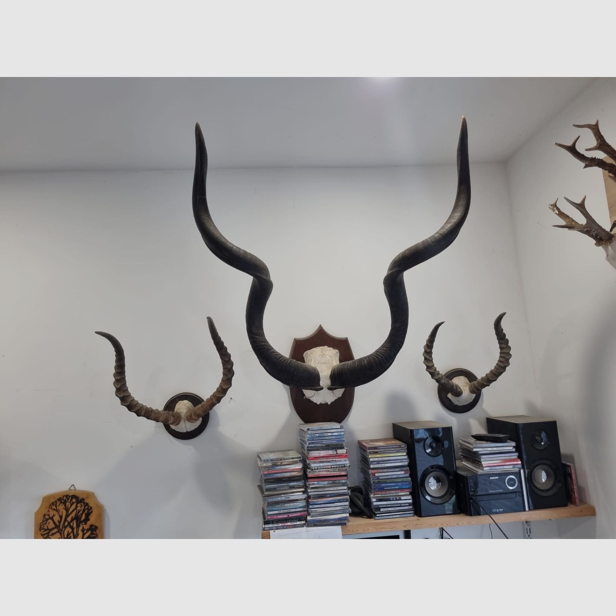 Hunting trophies from Africa and Namibia