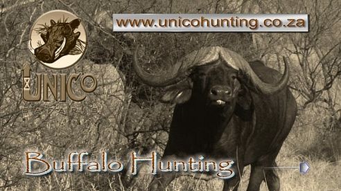 Buffalo Hunting - Unico Safaris 2017