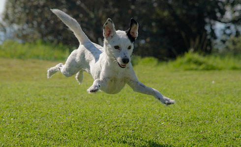 Dog run away - what to do?