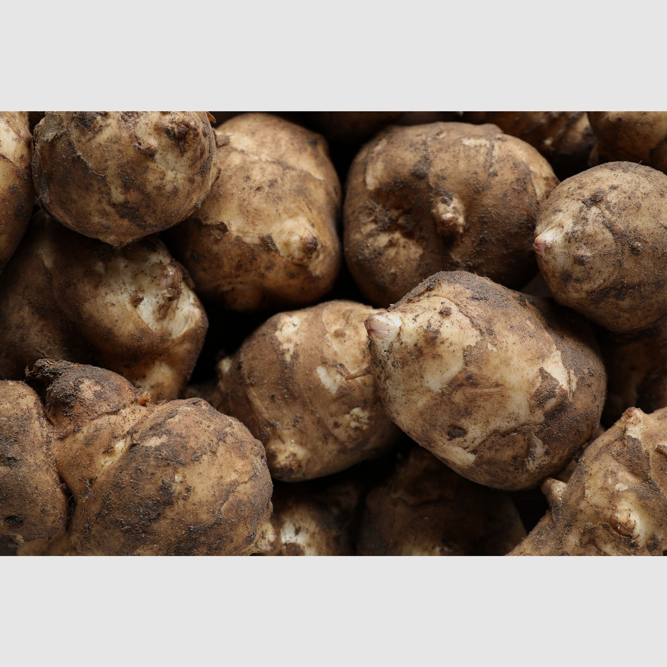 Topinambour tubercules 25 kg