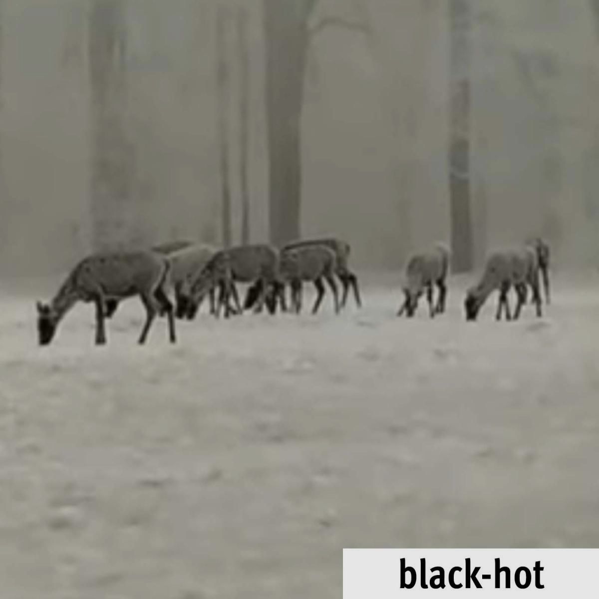 Lahoux Digiclip Nachtsichtgerät