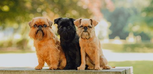 Rasseprofil: Belgischer Griffon