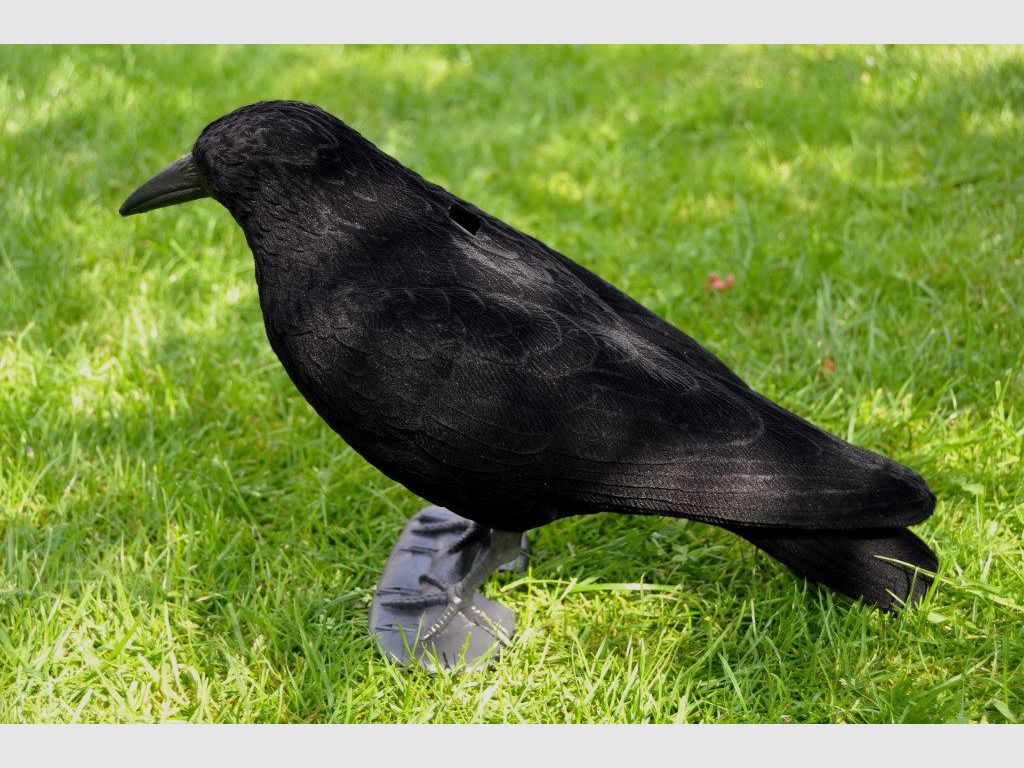 Krähe, Ganzkörper, beflockt, Bild 1 von 4
