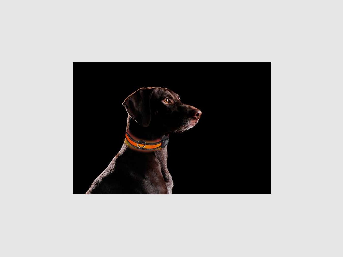 USB wiederaufladbares Leuchthalsband EYENIMAL, Bild 1 von 3