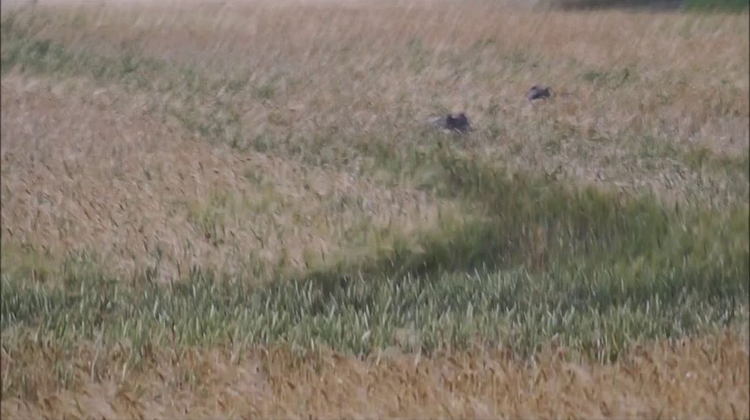 Wild Boar . Wildschweine. Sauen im Weizen Wildboar hunting