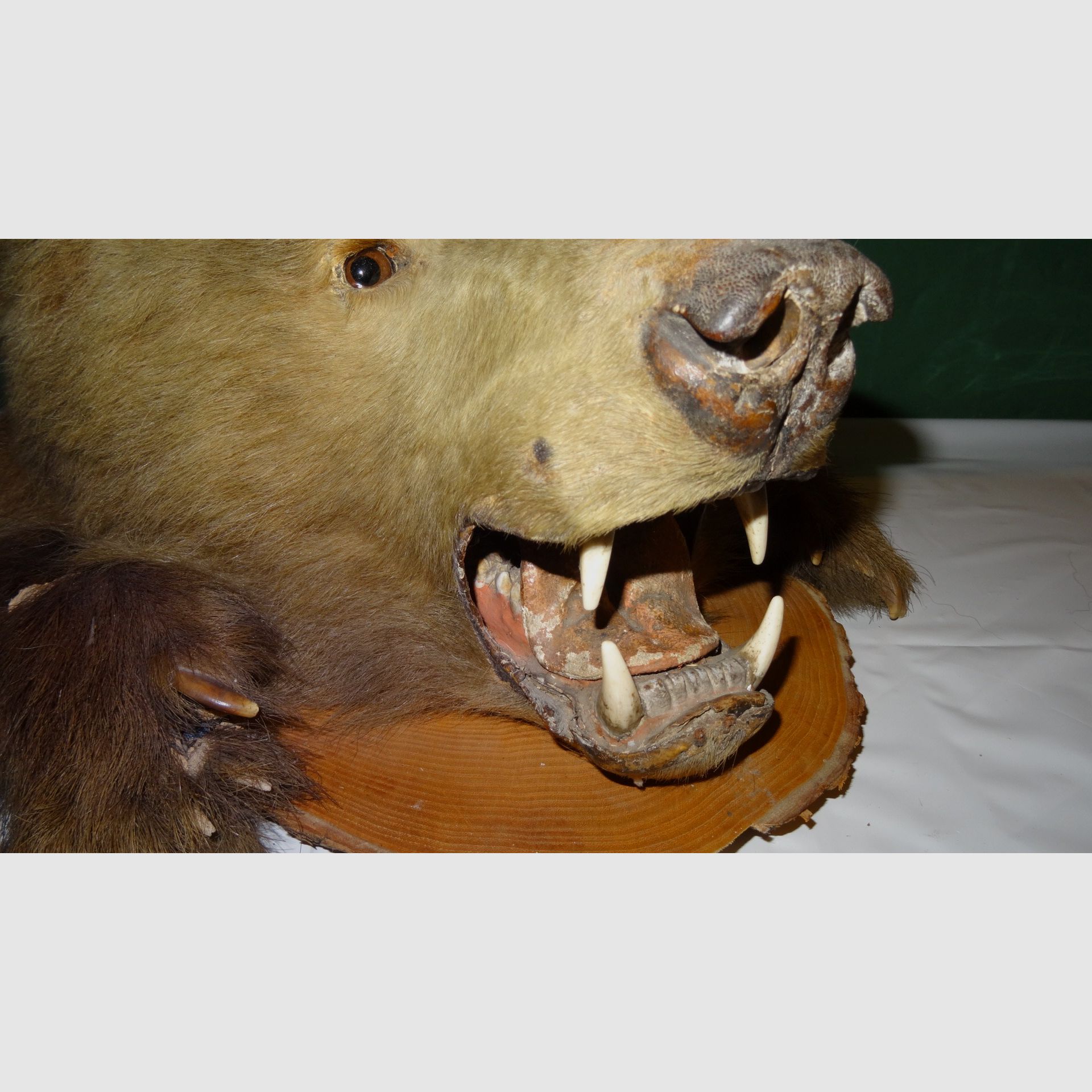 Cabeza de oso, trofeo, preparación como herencia, años 80, decoración