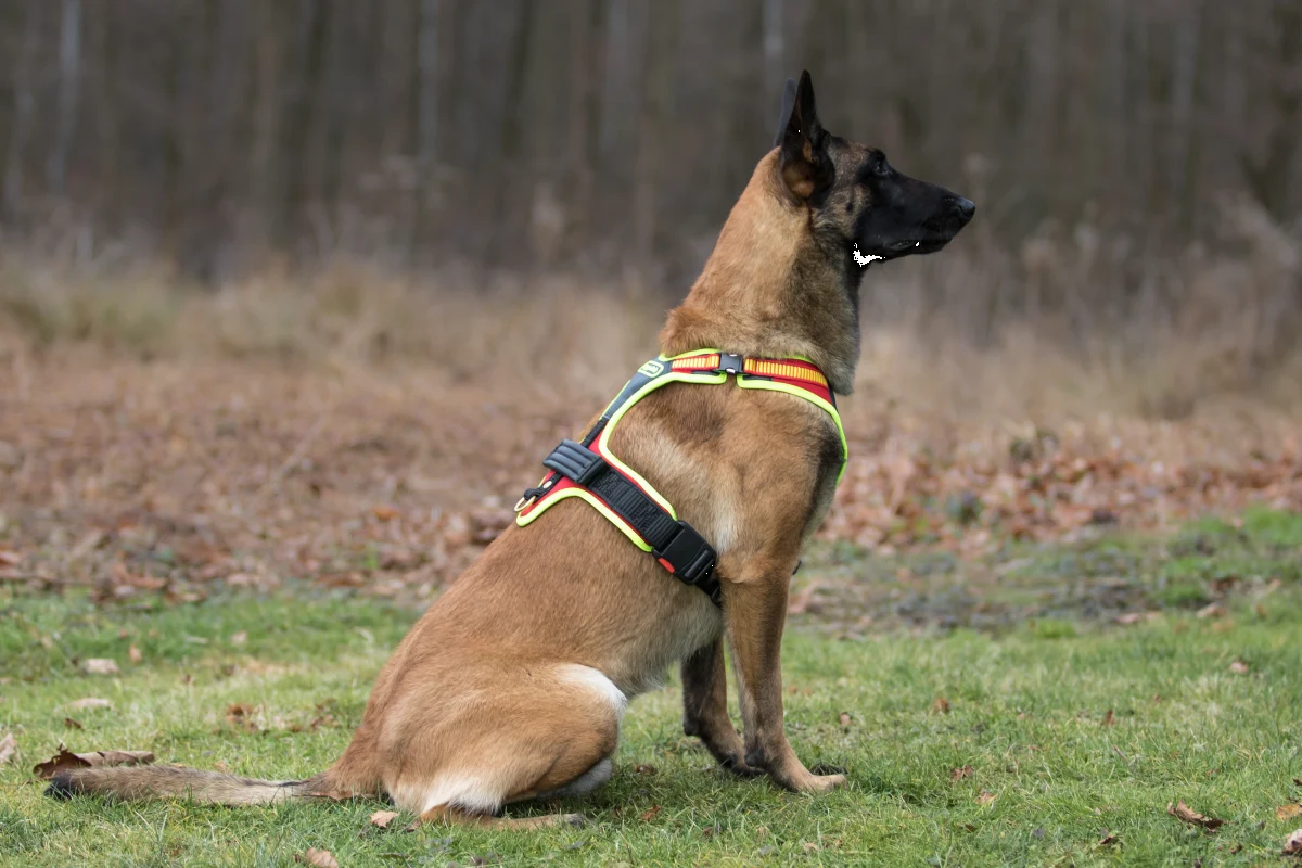 Hundegeschirr L FOLLOW Sport Plus Niggeloh, Bild 3 von 4