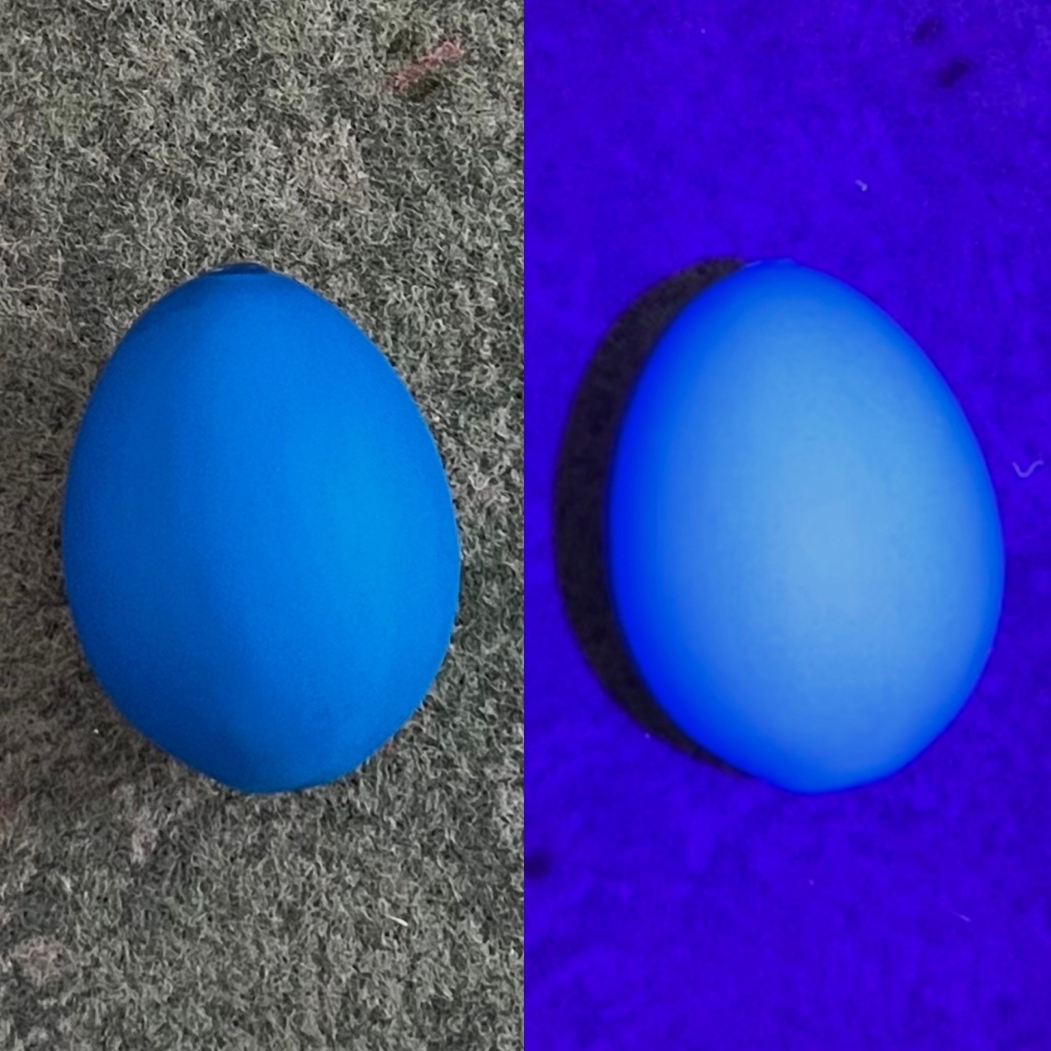 UV-blau fluoreszierendes Lockei Huhn