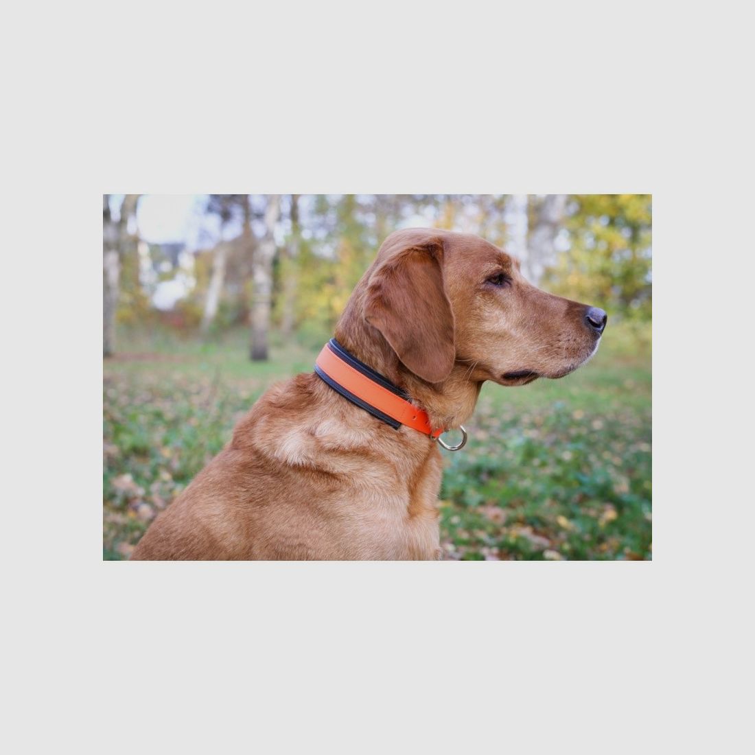 Collier pour chien de rouge, orange signal, image 3 sur 3