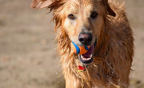 Das Beste Apportier-Spielzeug für den Hund: Eine Ausführliche Betrachtung