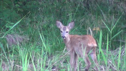 Jagd und Natur am Rande des Nationalparks. Im Revier von Jagdstifti Udo