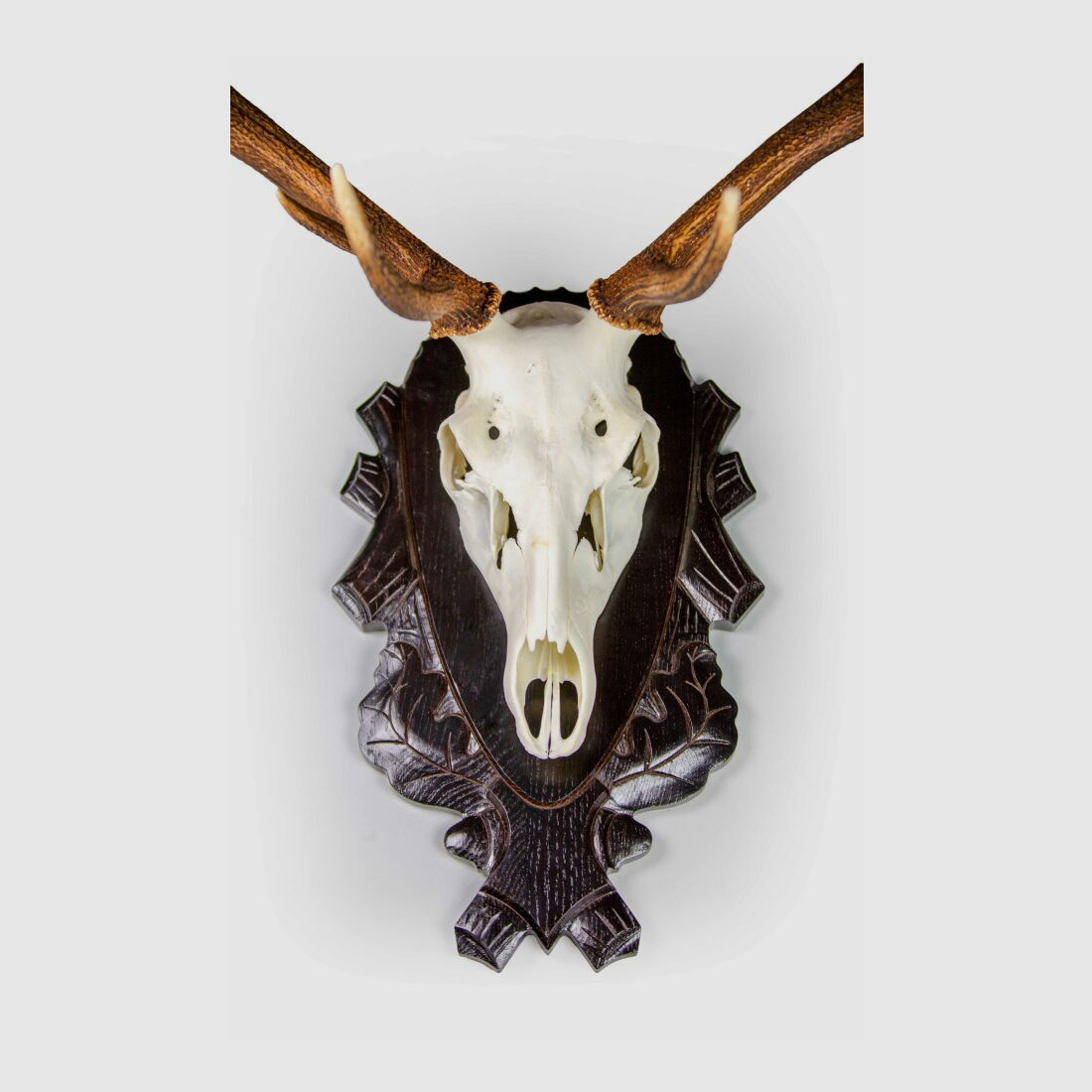 Eurohunt klamra na rogi dla sarny