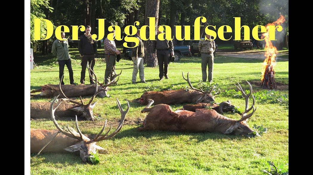 Auf Muffel und Hirschjagd in Ungarn