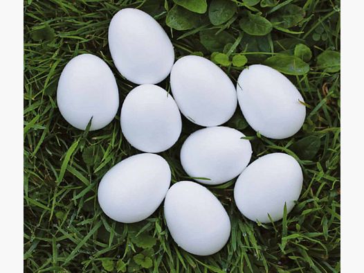 Lock eggs pigeon