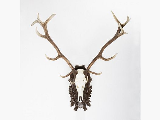 Grand bois de cerf élaphe 16 cors