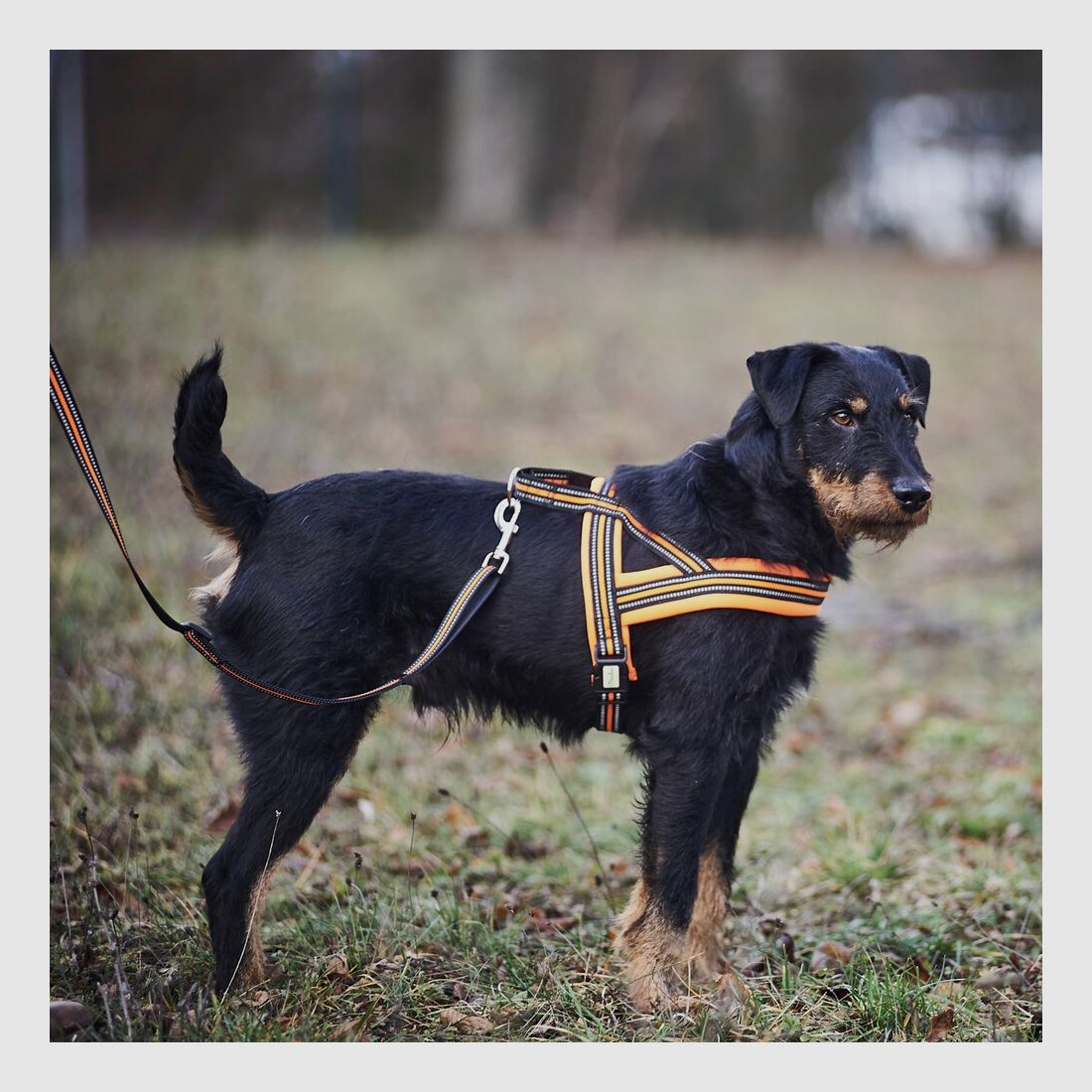 Harnais pour chien Heim signal (Taille S (circonférence thoracique 50-58 cm, largeur 20 mm)), image 4 sur 7