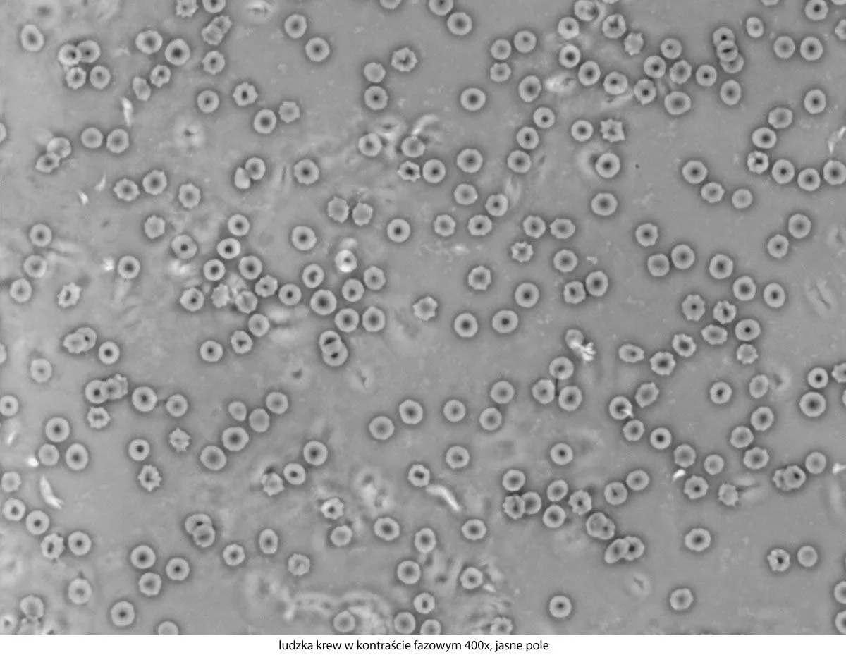 Microscope Delta Optical Genetic Pro Bino + batterie, image 30 sur 50