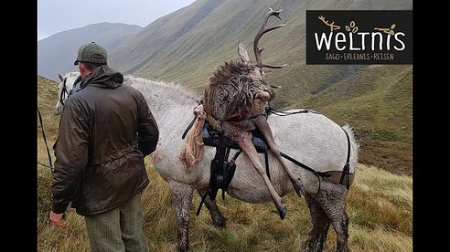 Hirschjagd in den schottischen Highlands - Red Deer stalking