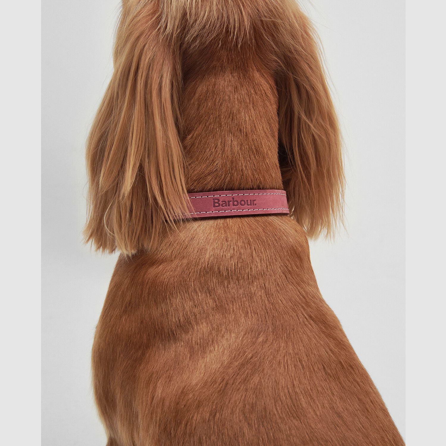 Barbour Hundehalsband aus Leder