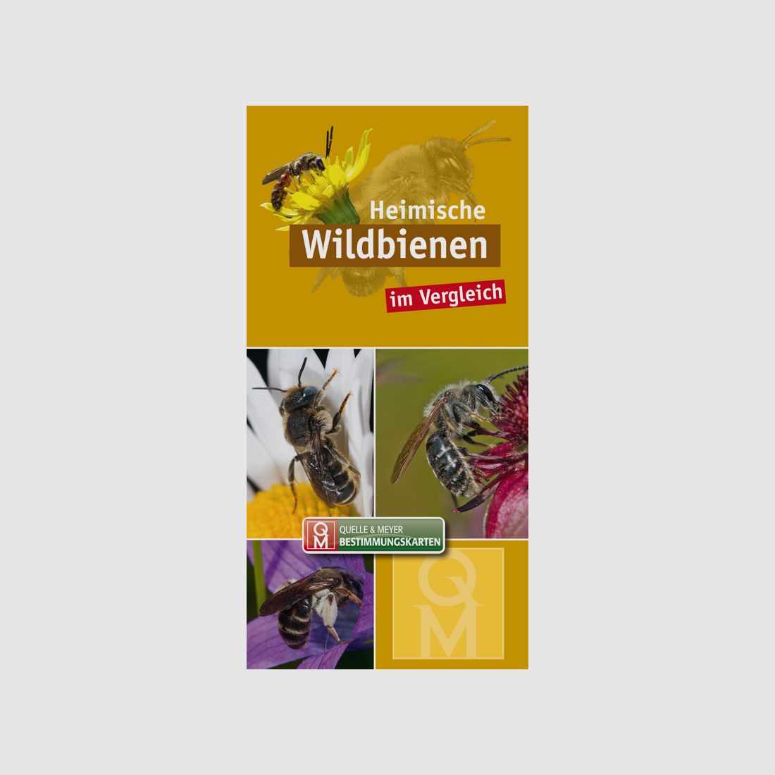 Bestimmungskarte „Heimische Wildbienen im Vergleich“