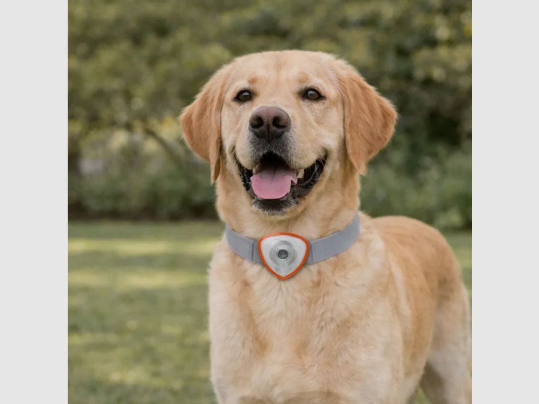 Repelente electrónico contra garrapatas y pulgas para perros y gatos naranja, imagen 1 de 8