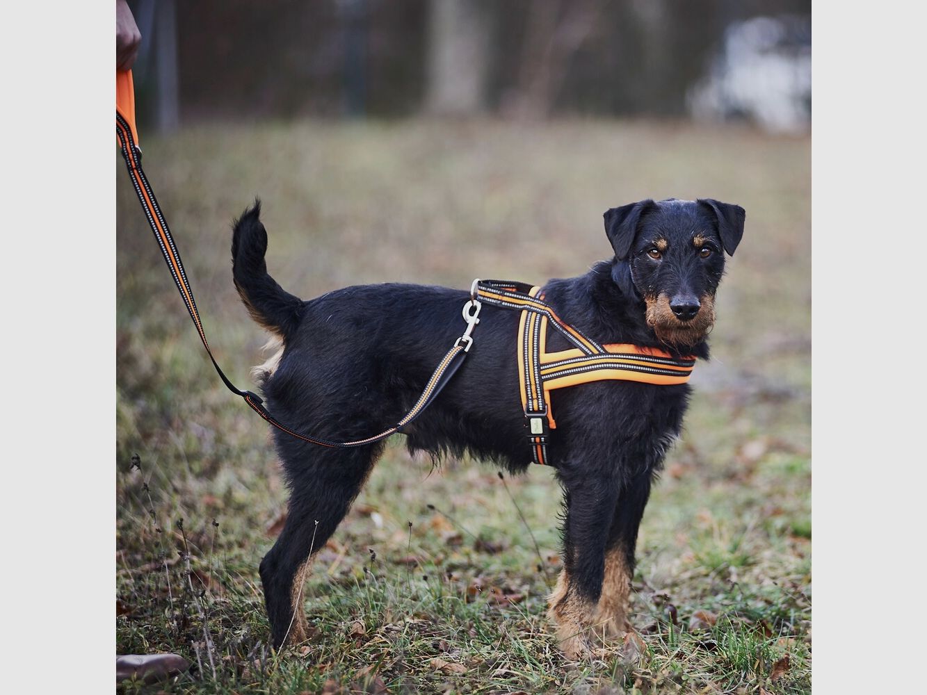 Heim Dog harness signal (Size S (chest circumference 50-58 cm, width 20 mm)), imagen 6 de 7