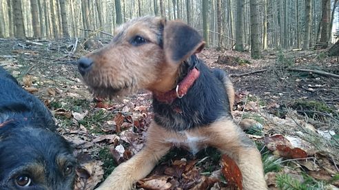 HEIDETERRIER  WELPENKAUF TIPPS PAPIERE USW