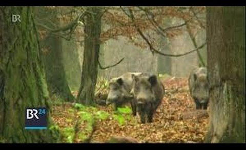 Wildschweinplage: Sind Lebendfallen die Lösung? BR Abendschau