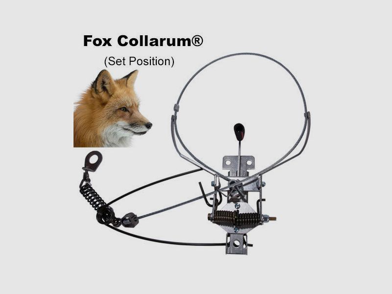 Fuchsfalle Collarum®, Bild 1 von 3