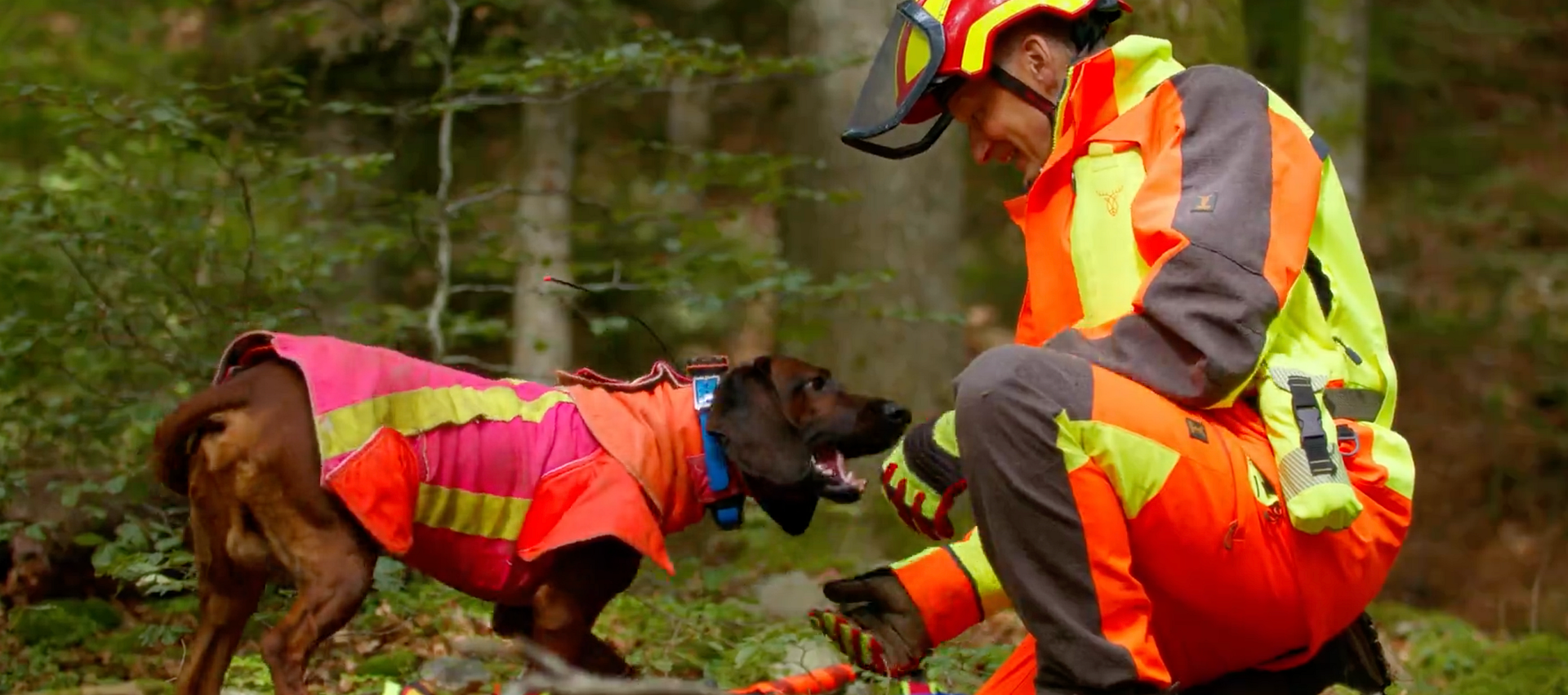 The Blood Tracking Work with the Dog