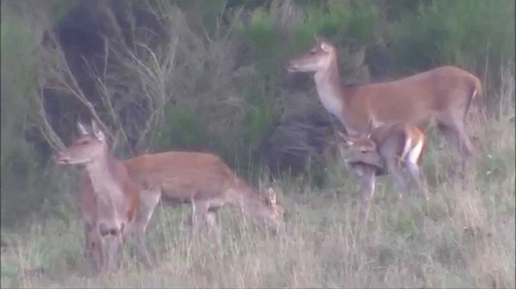 Die schönsten  Jagd Momenten - SEPTEMBER - OKTOBER