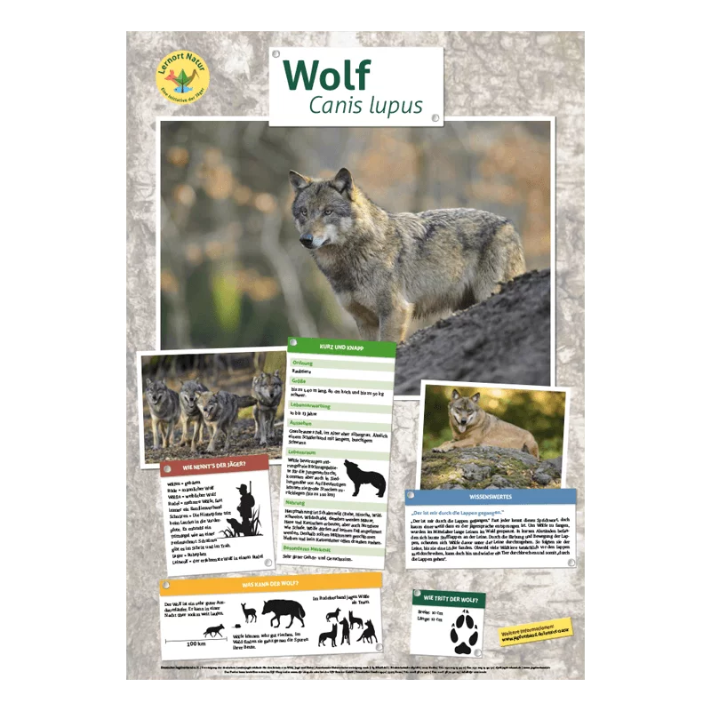 Miejsce nauki przyrody - Plakat zwierząt Wilk