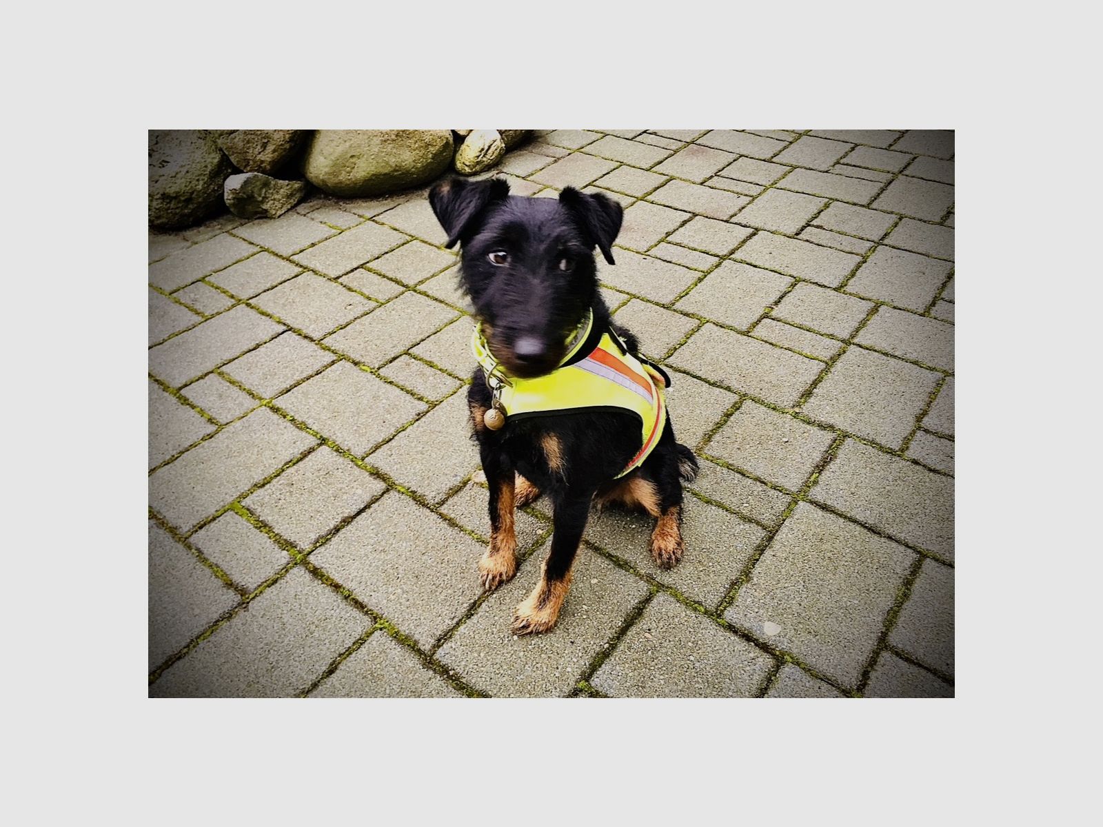 Dog warning vest with GPS pocket