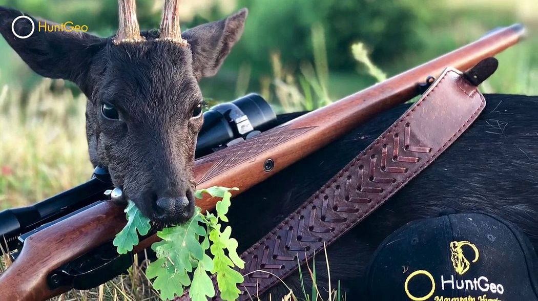 Black Roebuck - Schwarzer Rehbock