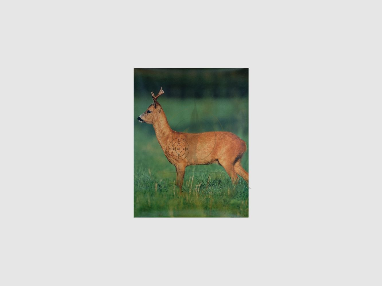 Jagd Scheibe Rehbock neu stehend 86x122 inkl. Spiegel