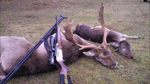 🦌Pirsch und Ansitz auf Damhirsche und Kahlwild / Fallow Buck Stalking