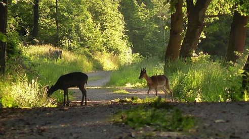 Wild und Jagd im Mai 2018 Teil 2