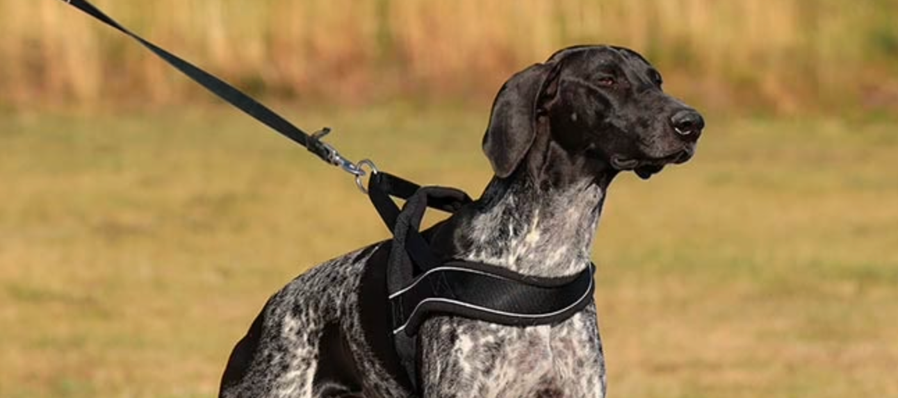 Norwegian Harness for Dogs: A Comprehensive Guide and Important Notes