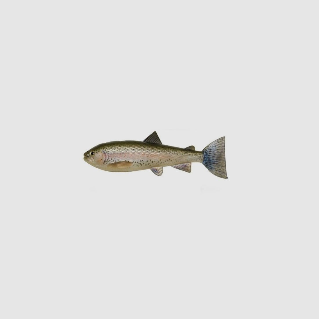 Skinz Roach/Trout/Perch, image 6 of 6