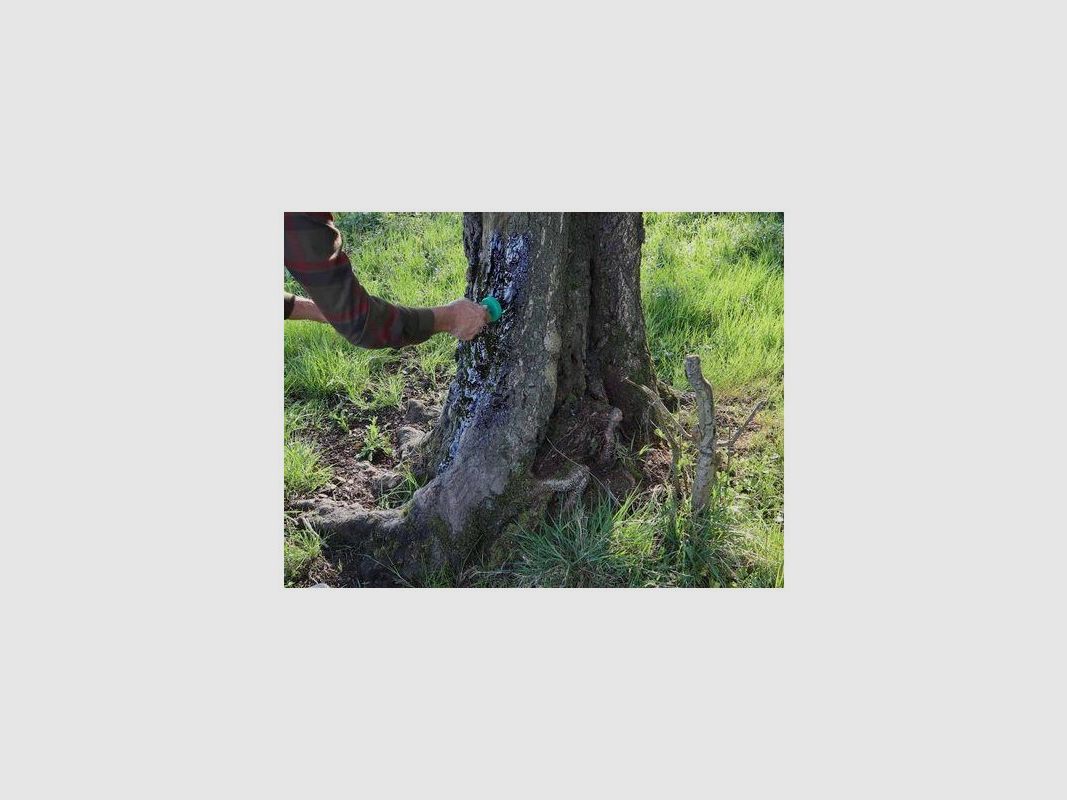 Beech wood tar with brush 500ml