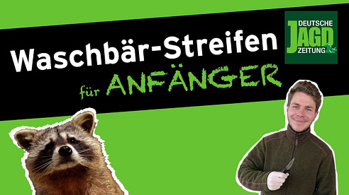 Waschbär-Streifen mit Max