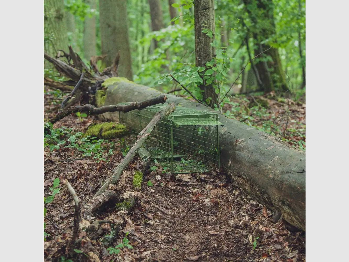 Trampa trampa captura viva - dos puertas abatibles