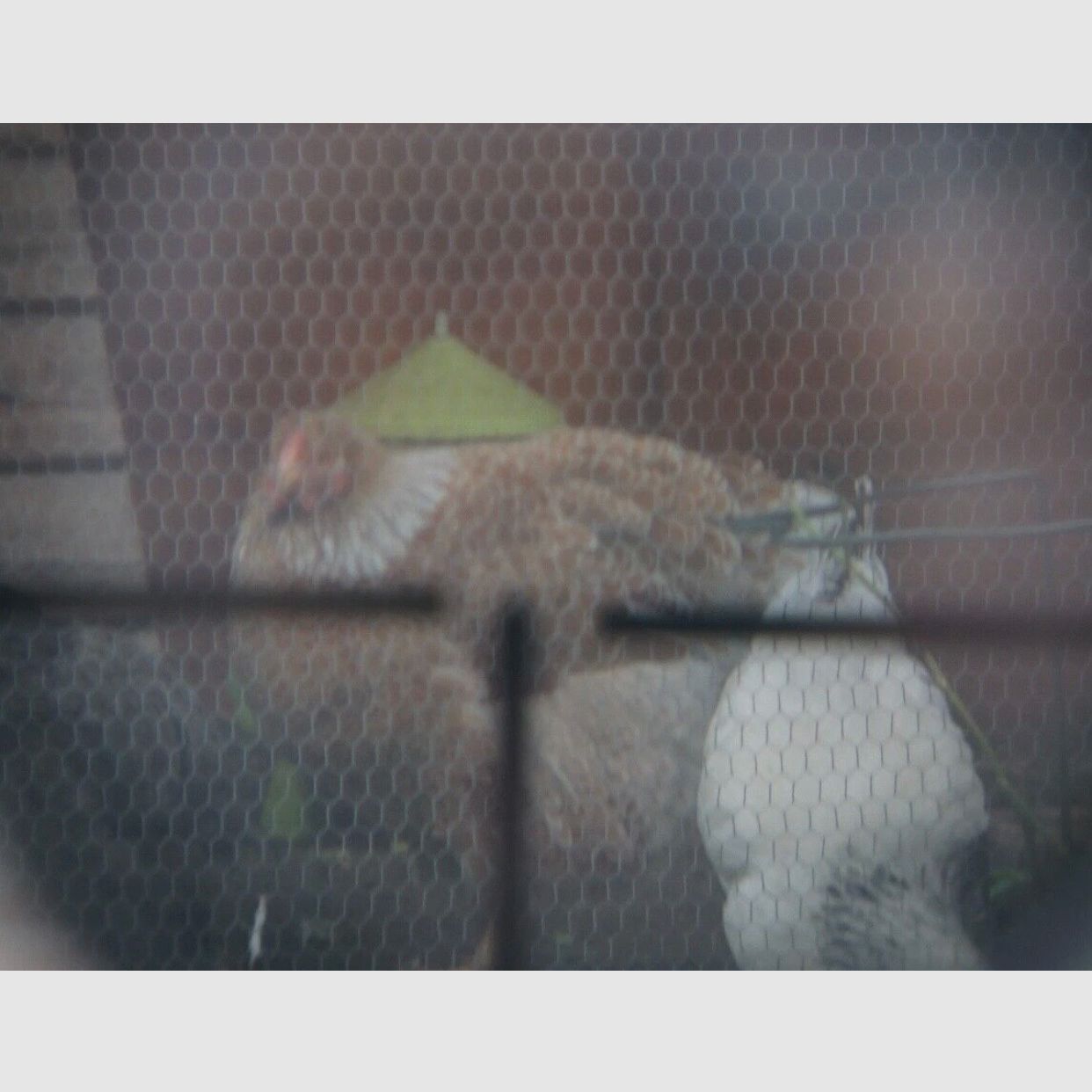 Karl Zeiss Jena Zielsechs telescopio 100% originale WW2