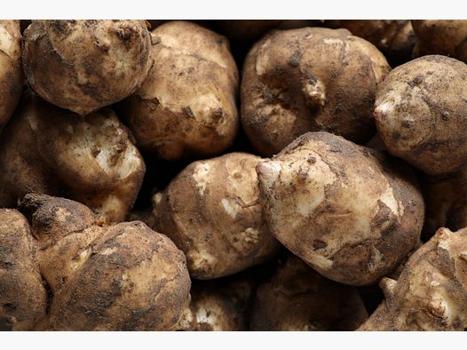 Topinambour tubercules 25 kg