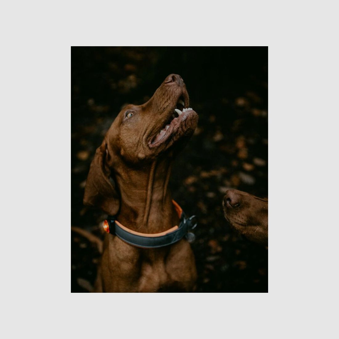 Orbiloc LED-Sicherheitslicht K9 Active – Leuchten für Hundesportler