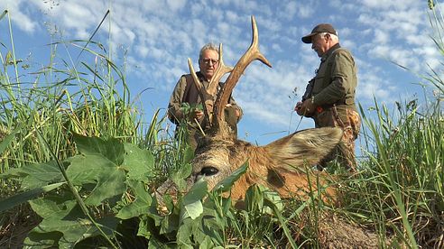 Abnormer Bock wird gestreckt! Anomalous roe buck killed!