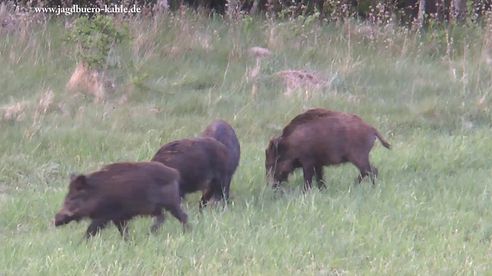 Sau und Rehbock erlegt - Teil 3! Wildboar and roebuck hunting - Part 3!